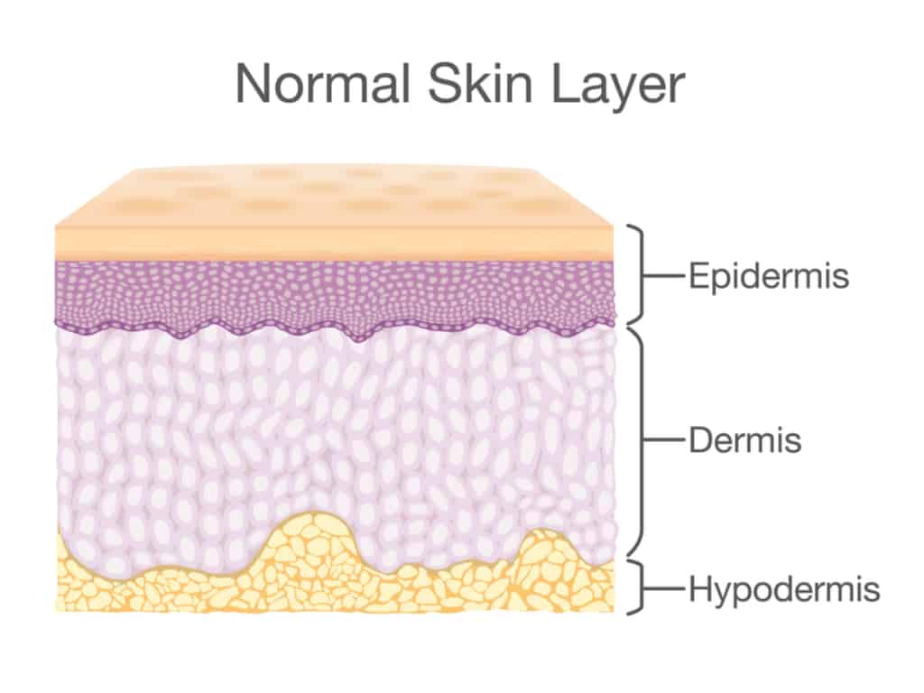 cross-section of skin layers