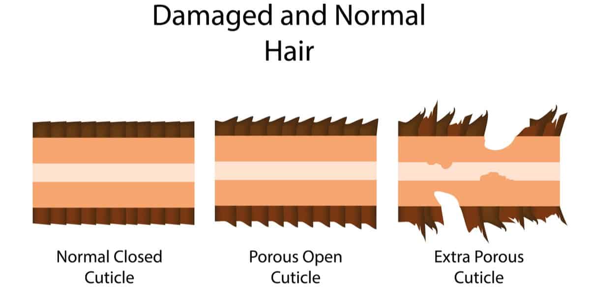 cartoon cross-section of three hairs