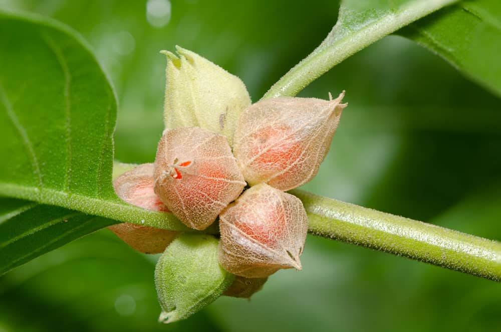 ashwagandha flower