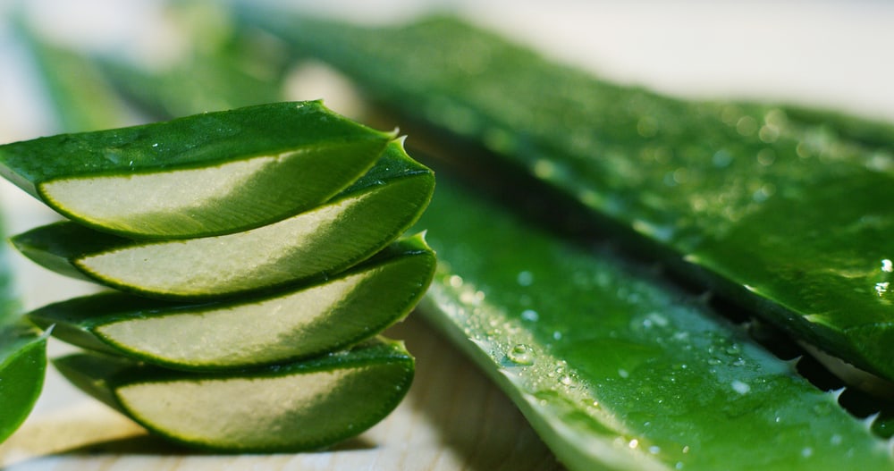 aloe vera slices