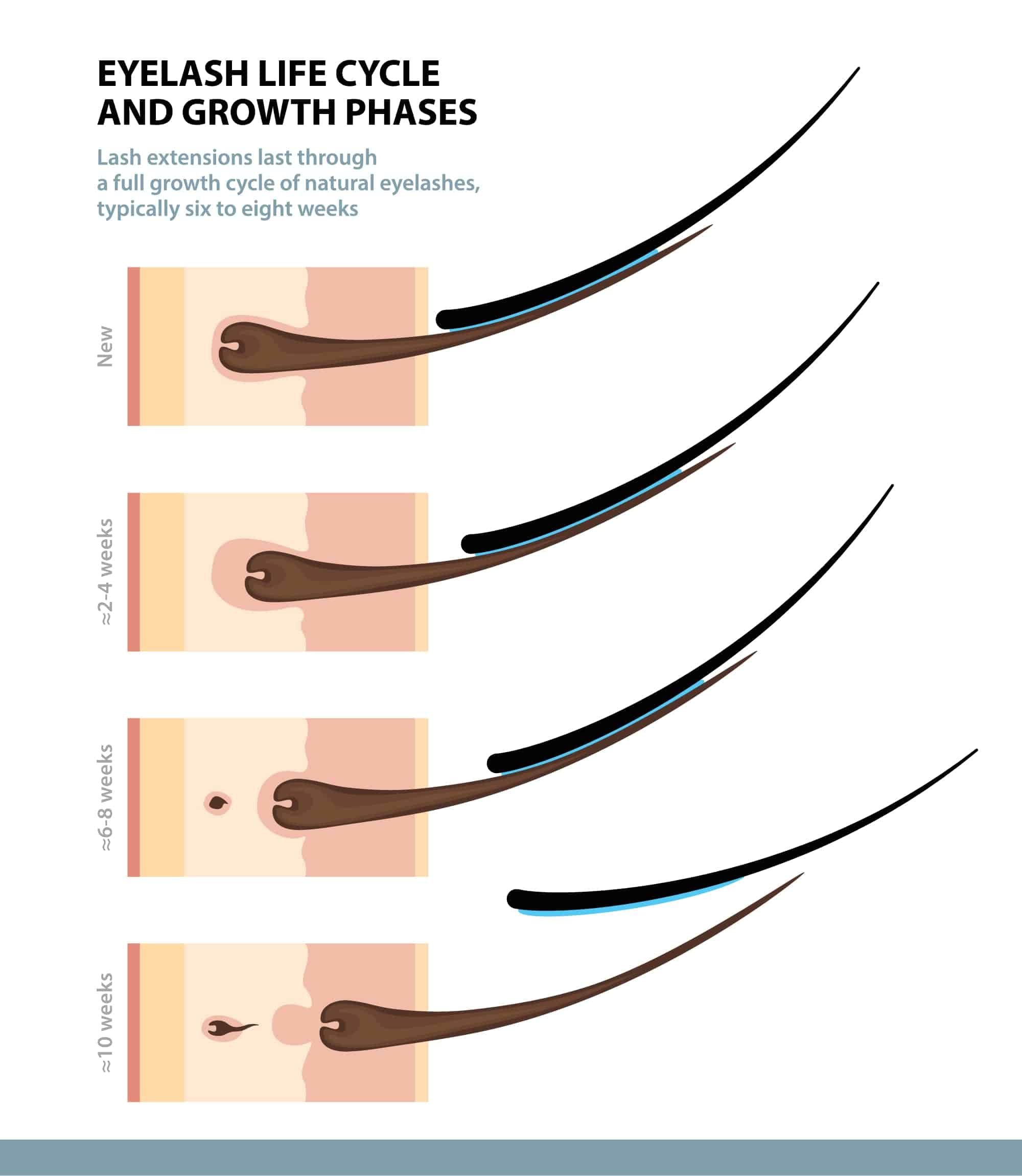 diagram shows eyelash growth phases