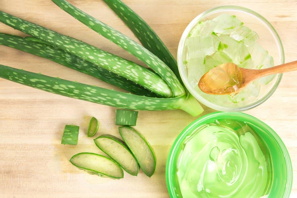 aloe vera plant and gel