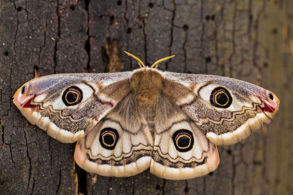 The Many Meanings of Moth Tattoos - Adaptability - Evolution - Rebirth