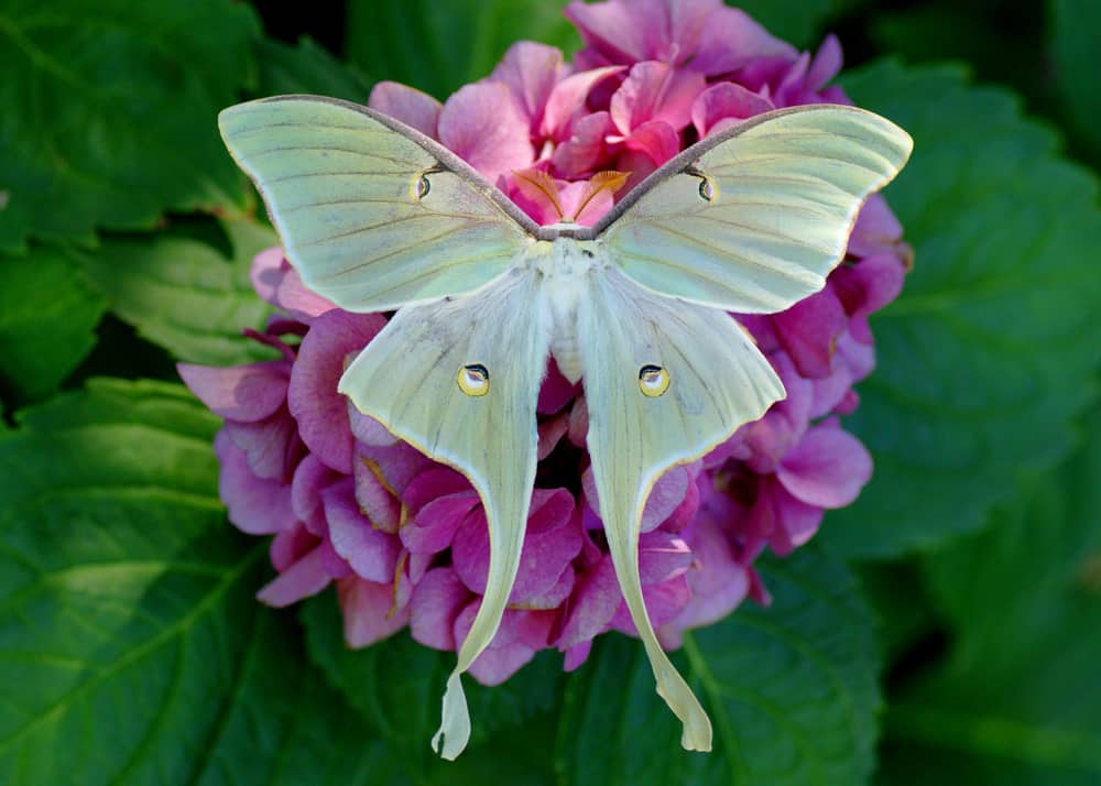 luna moth on pink hydrangea flowers