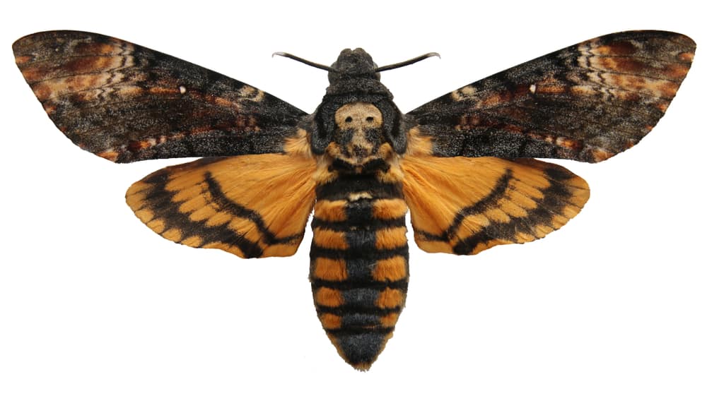 death’s-head hawkmoth on white background