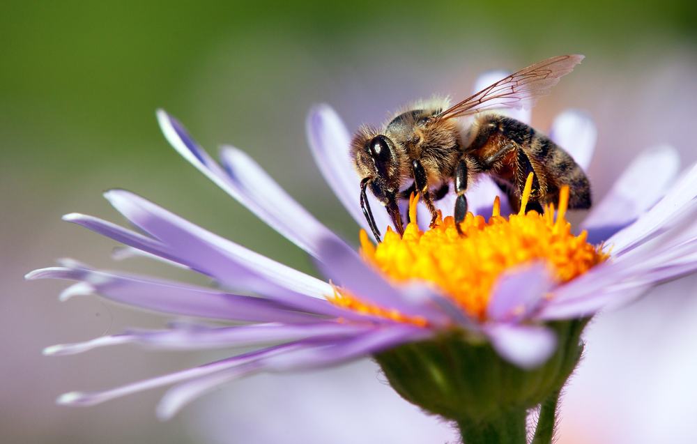 honey bee on flower