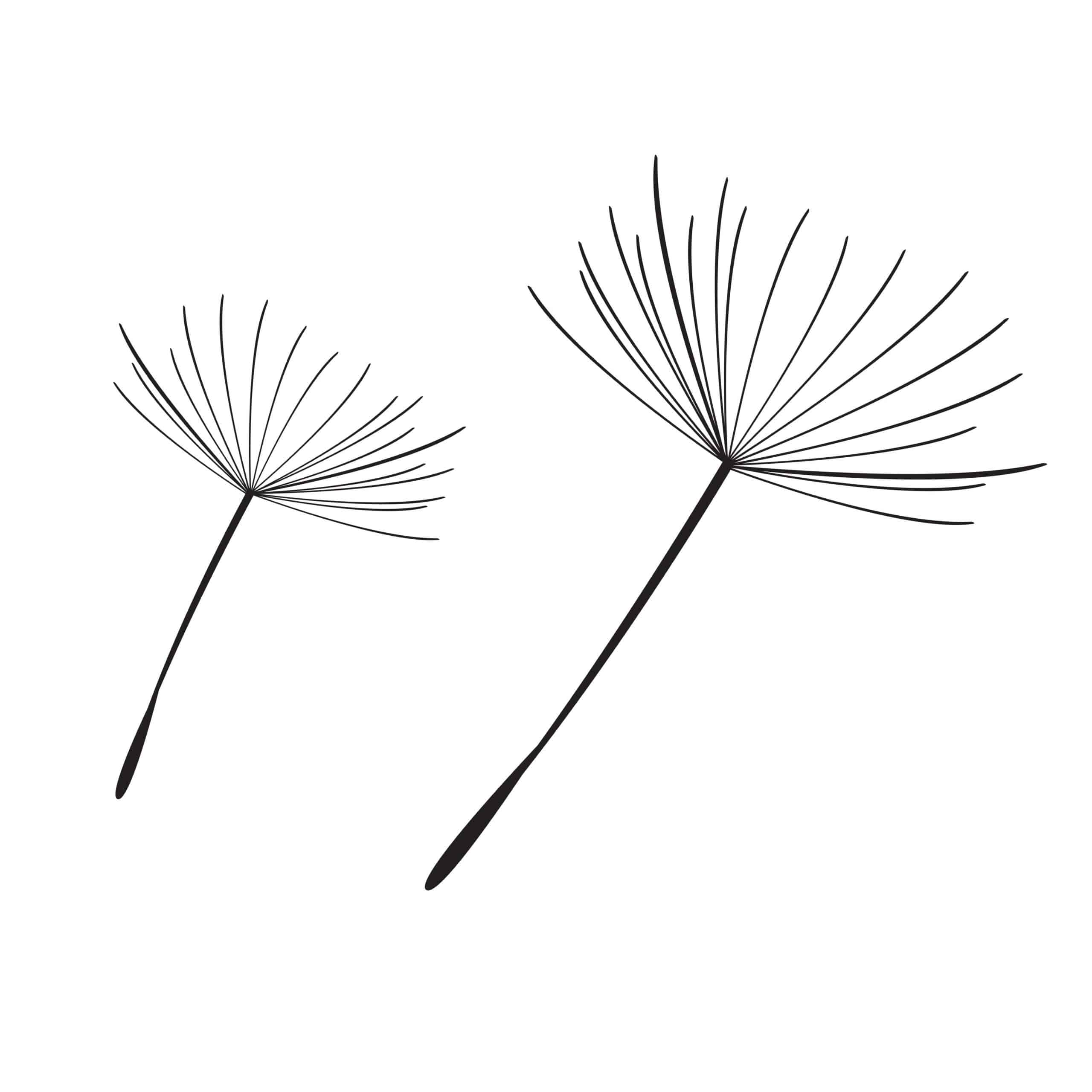 bare dandelion silhouette drawing