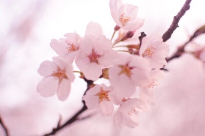 The Gorgeous Meanings Behind Cherry Blossom Tattoos