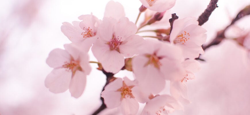 The Gorgeous Meanings Behind Cherry Blossom Tattoos - Beauty Mag