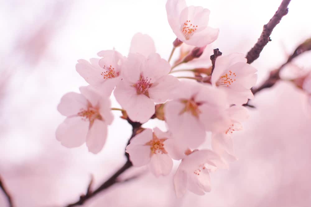 The Gorgeous Meanings Behind Cherry Blossom Tattoos - Beauty Mag