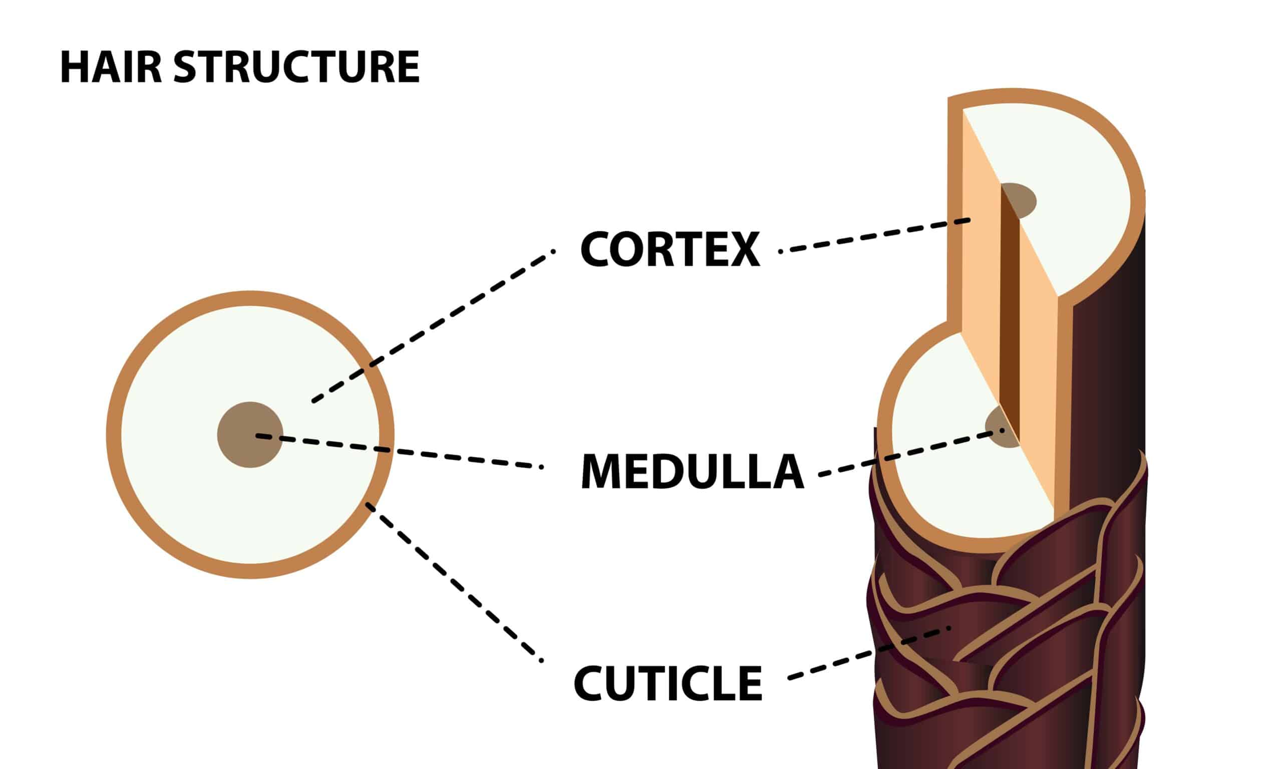 cross-section of hair shaft