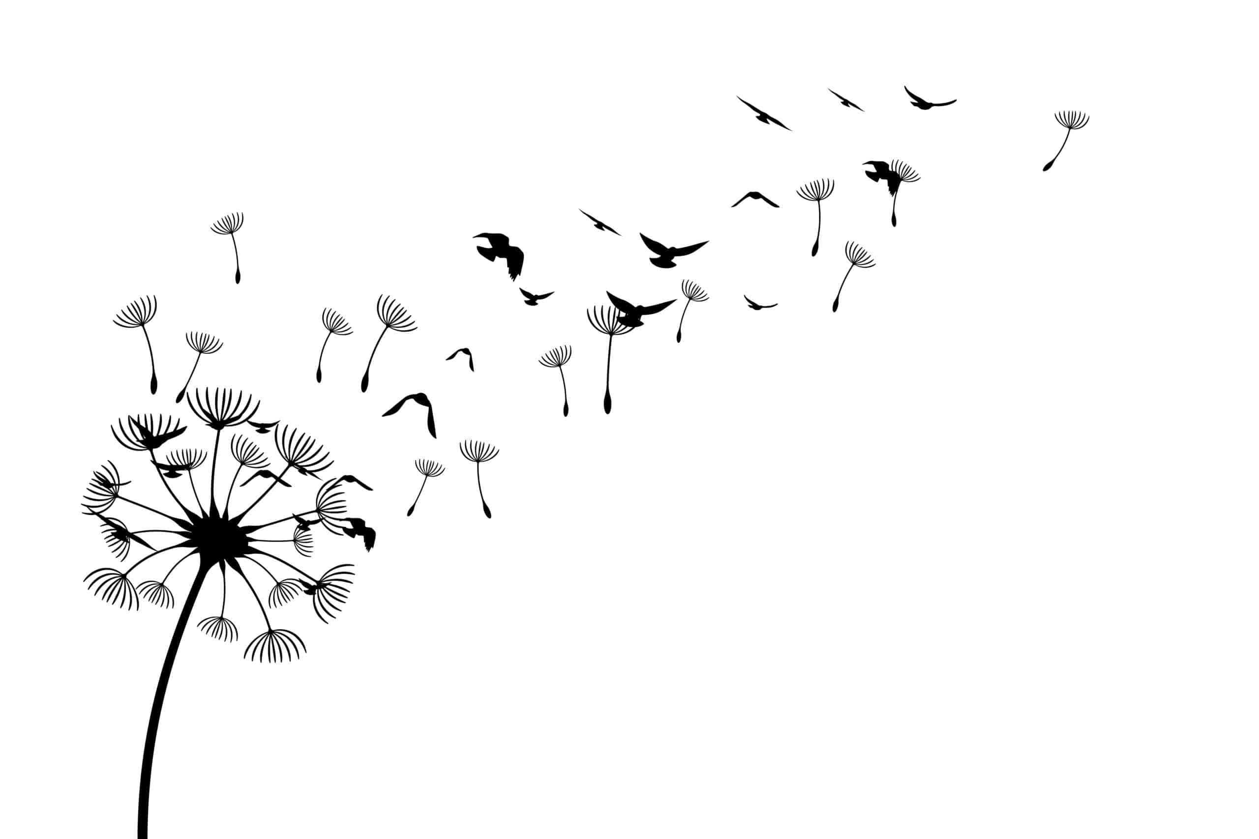 dandelion seeds with birds drawing