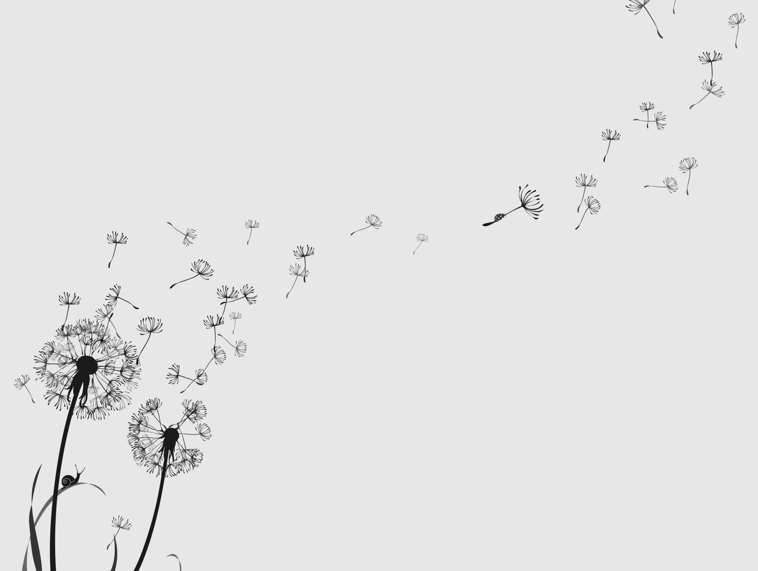 dandelion with seeds blowing drawing