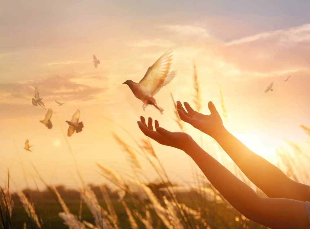 dove flying out of hands