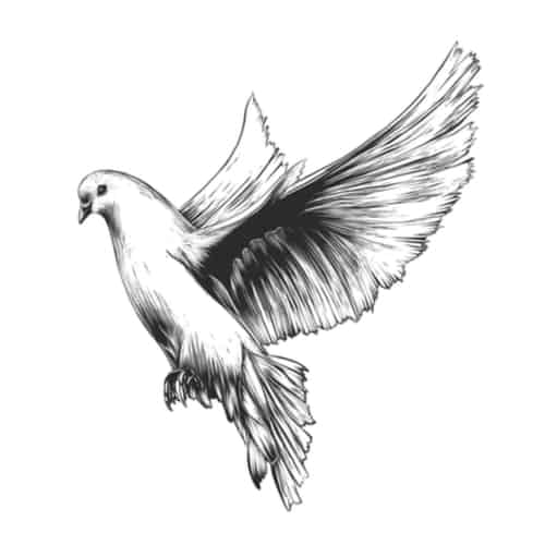 dove tattoo sketch