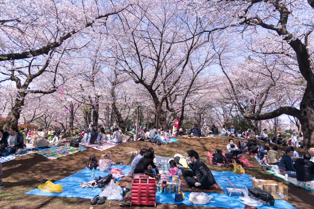 groups of people sitting on blankets under dozens of cherry blossom trees