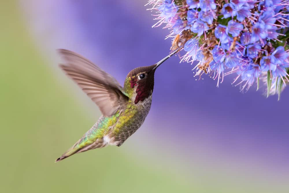 hummingbird in flight near flower