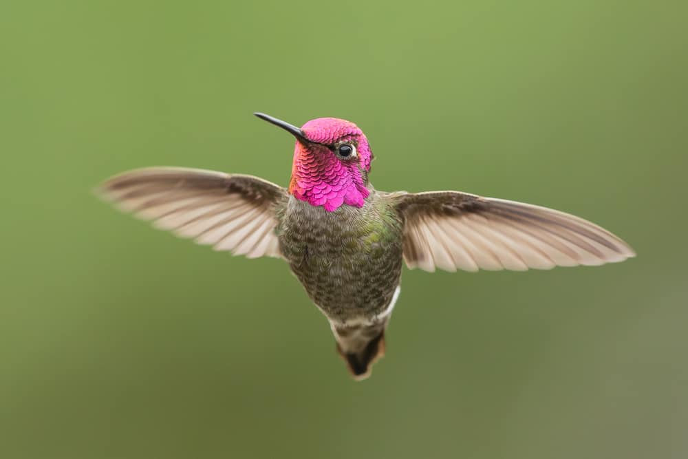 hummingbird in flight