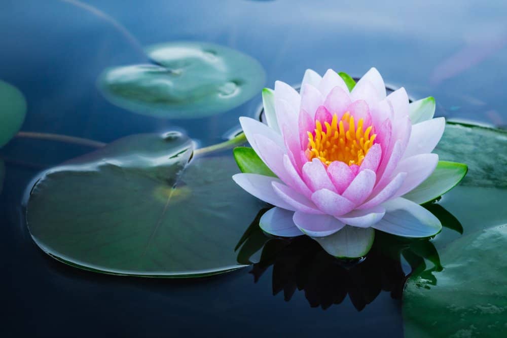 pink lotus flower on water