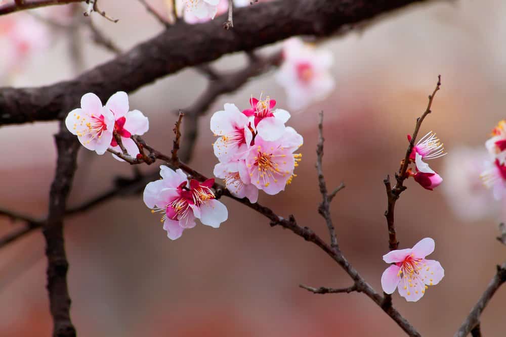 sparse clusters of pink sakura on a dark branch