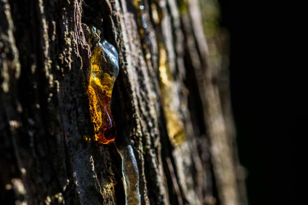  sève de l'arbre sur le tronc 