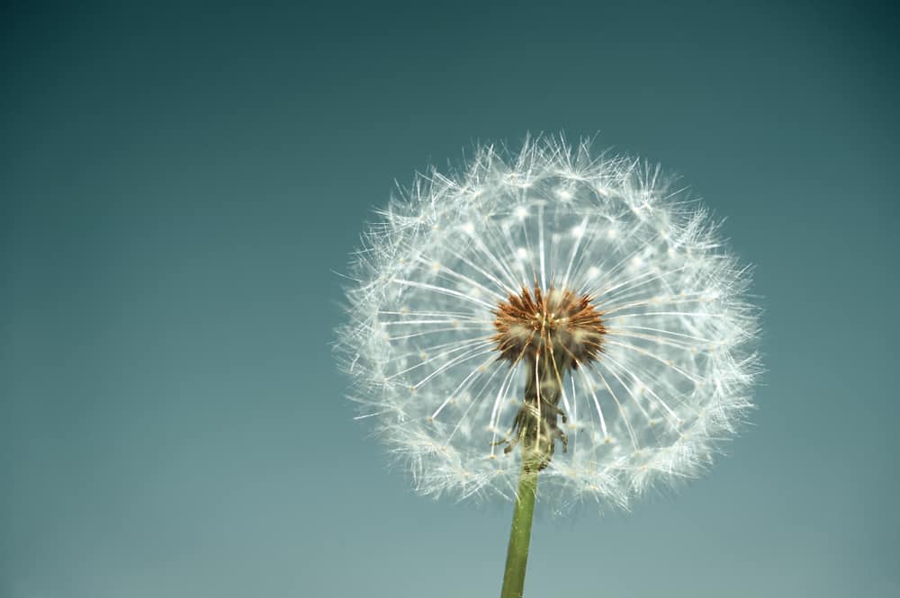 white dandelion