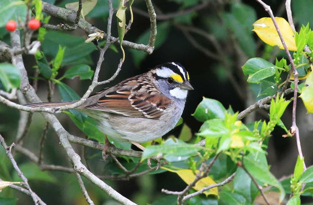 white-throated sparrow perched in a bush