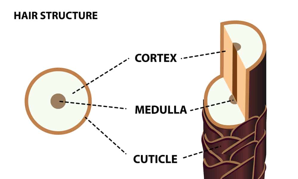 cross-section of hair strand