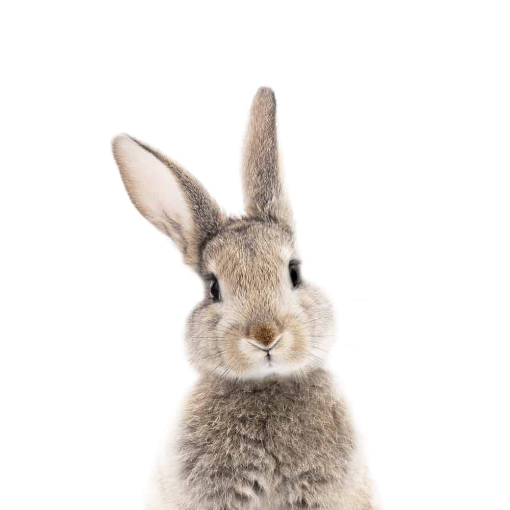 grey rabbit on white background