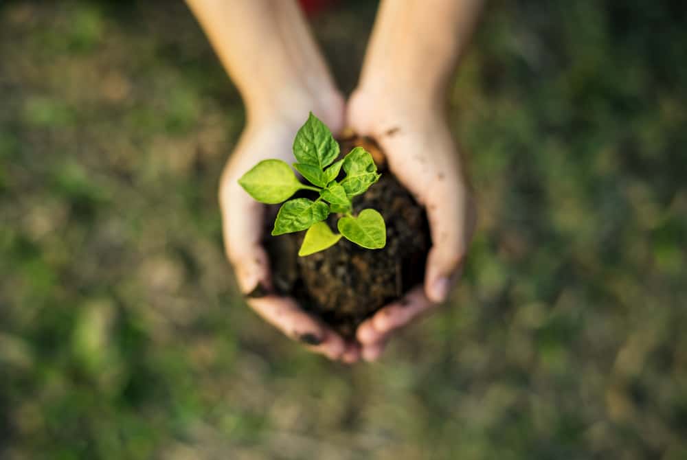 hands cupping sprouted plant in dirt